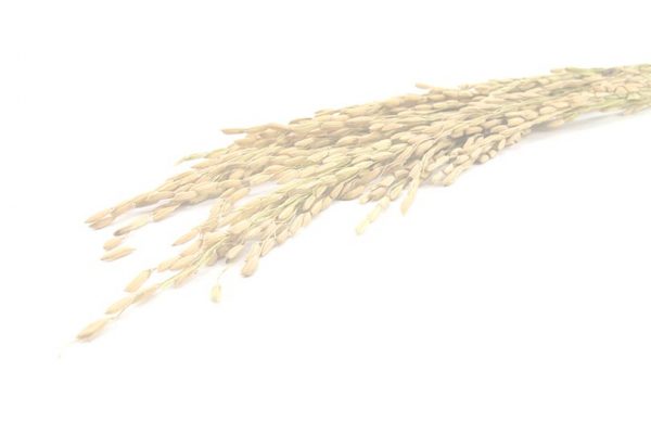 orzo